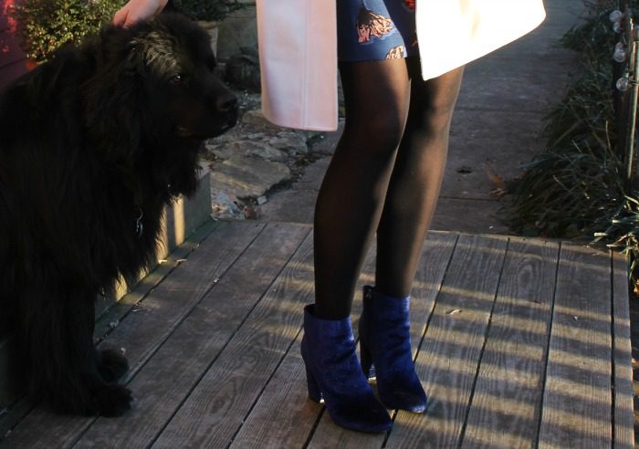 Blue Christmas Outfit with Black Newfoundland and Who What Wear for Target Booties - Dream in Lace