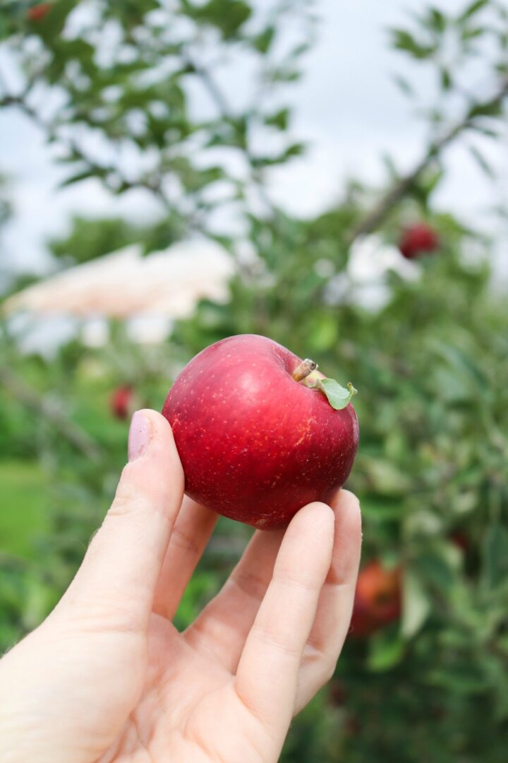 Weekend Apple Picking in Small-Town Ohio I A&M Orchard #applepicking #fallactivities 