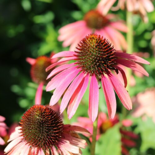 Pink coneflowers blooming in a garden during summer.